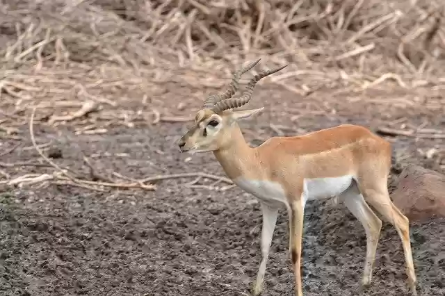 বিনামূল্যে ডাউনলোড করুন Deer Animal Stag - বিনামূল্যে বিনামূল্যে ছবি বা ছবি GIMP অনলাইন ইমেজ এডিটর দিয়ে সম্পাদনা করতে হবে