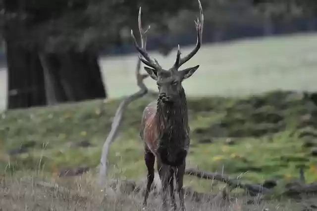 Free download deer animal wildlife wild animal free picture to be edited with GIMP free online image editor