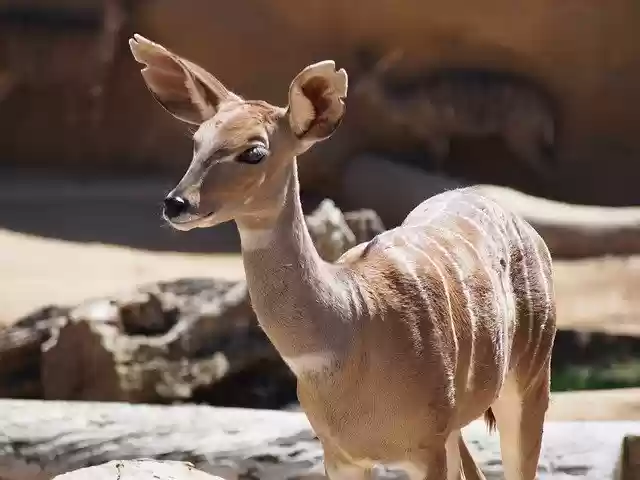 Free download Deer Antelope Safari -  free photo or picture to be edited with GIMP online image editor