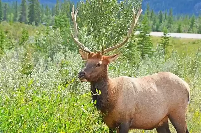Free download deer antler animal mammal nature free picture to be edited with GIMP free online image editor