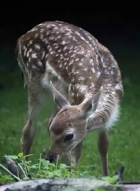 Bezpłatne pobieranie małych zwierząt jelenia bambi dzikie darmowe zdjęcie do edycji za pomocą bezpłatnego edytora obrazów online GIMP