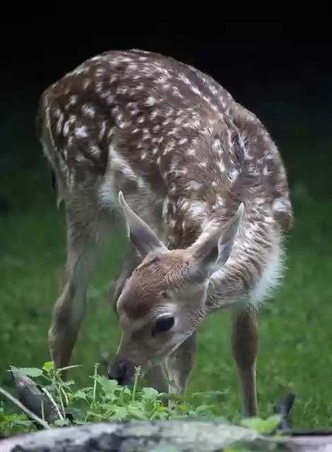 Tải xuống miễn phí hươu con động vật bambi hình ảnh hoang dã miễn phí để được chỉnh sửa bằng trình chỉnh sửa hình ảnh trực tuyến miễn phí GIMP