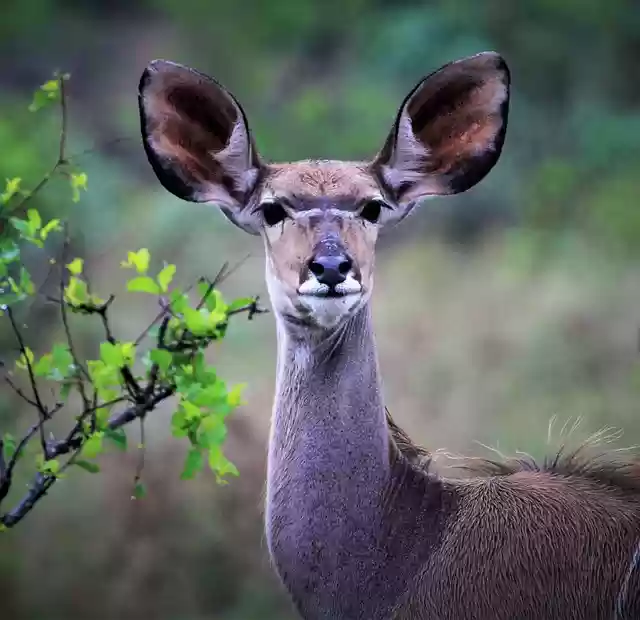Libreng download deer buck kudu wildlife africa libreng larawan na ie-edit gamit ang GIMP na libreng online na editor ng imahe