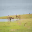 Deer by the lake  screen for extension Chrome web store in OffiDocs Chromium