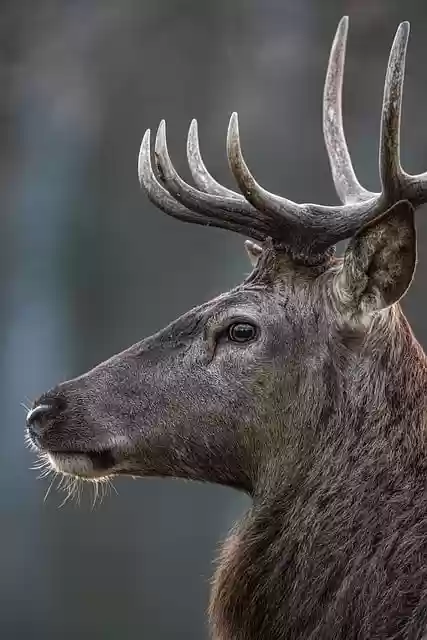 Free download deer cervidae animal wild wildlife free picture to be edited with GIMP free online image editor