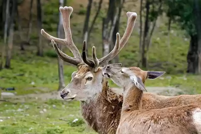 Free download deer cervus elaphus horns herbivore free picture to be edited with GIMP free online image editor