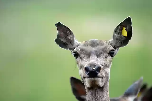 Free download deer doe animal roe female deer free picture to be edited with GIMP free online image editor