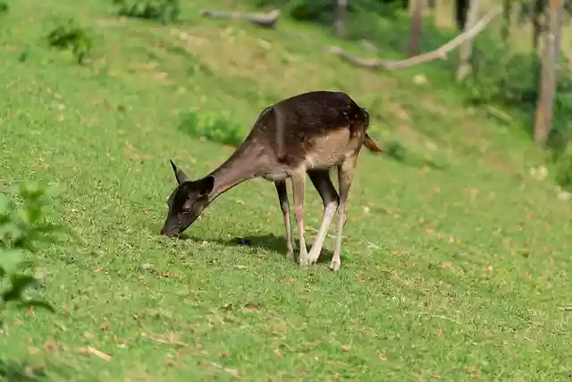 Free download deer fawn animal grazing doe free picture to be edited with GIMP free online image editor