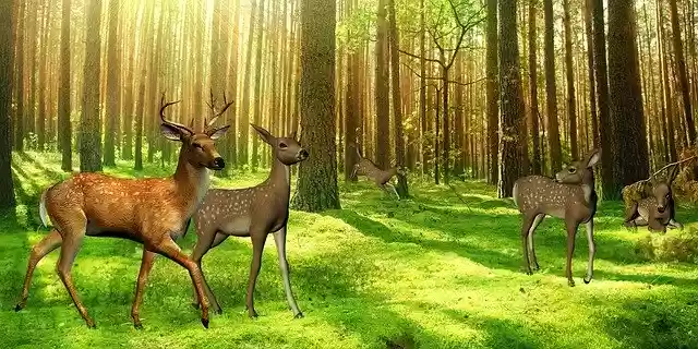 Free download Deer Hirsch Kitz -  free illustration to be edited with GIMP free online image editor