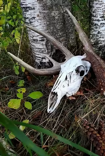 Kostenloser Download Deer Skull Antlers - kostenloses Foto oder Bild zur Bearbeitung mit GIMP Online-Bildbearbeitung