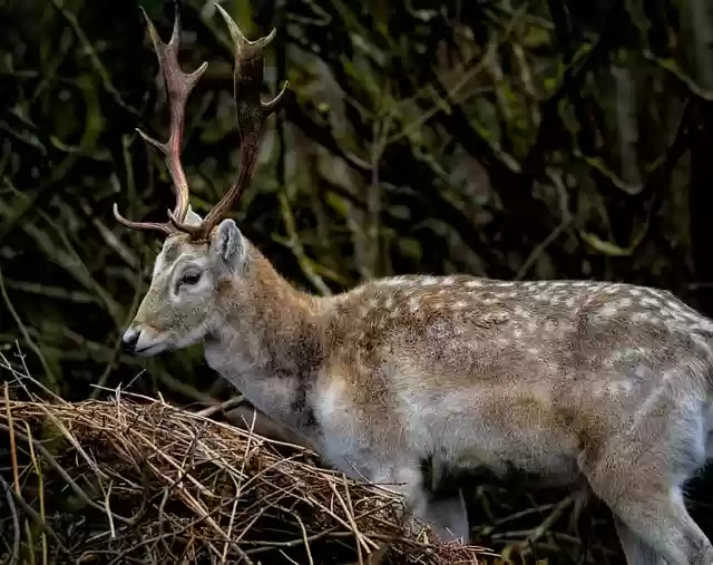 Free download deer stag fallow deer fallow stag free picture to be edited with GIMP free online image editor