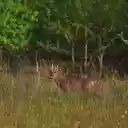 Deer theme  screen for extension Chrome web store in OffiDocs Chromium