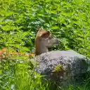 Deer under the bushes  screen for extension Chrome web store in OffiDocs Chromium