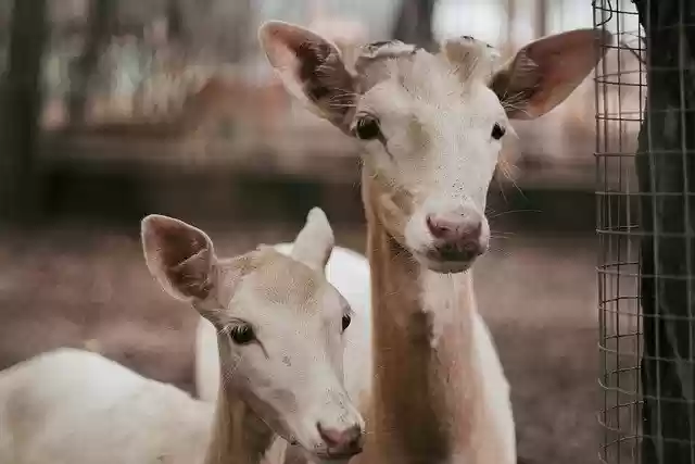 Free download deer wildlife forest animal fauna free picture to be edited with GIMP free online image editor