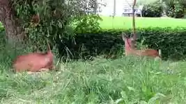 Free download Deer Wildlife Nature -  free video to be edited with OpenShot online video editor