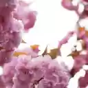 Delicate Display of Cherry Blossoms  screen for extension Chrome web store in OffiDocs Chromium