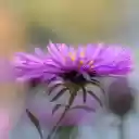 Delicate flower petals  screen for extension Chrome web store in OffiDocs Chromium