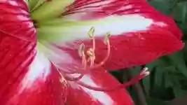 Free download Delirium Red Lily -  free video to be edited with OpenShot online video editor