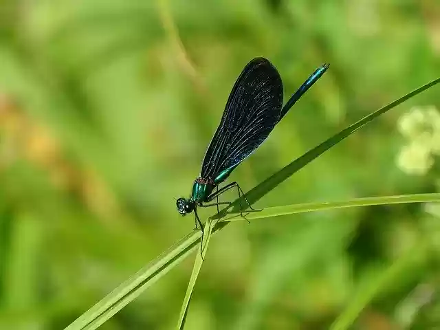 Free download Demoiselle Dragonfly Blue-Winged -  free photo or picture to be edited with GIMP online image editor