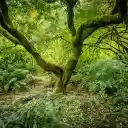 dense forest  screen for extension Chrome web store in OffiDocs Chromium