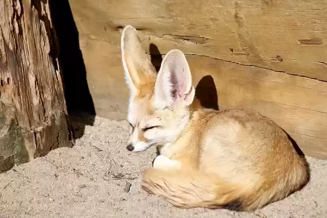 Free download Desert Fox Zoo -  free photo or picture to be edited with GIMP online image editor