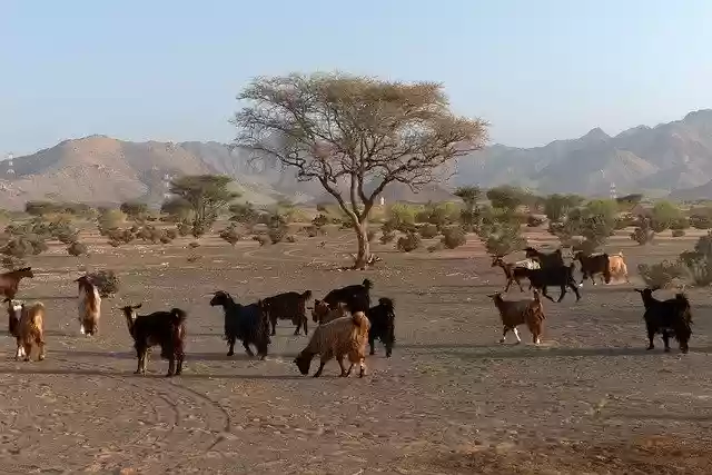 Free download Desert Goat Oman -  free photo or picture to be edited with GIMP online image editor