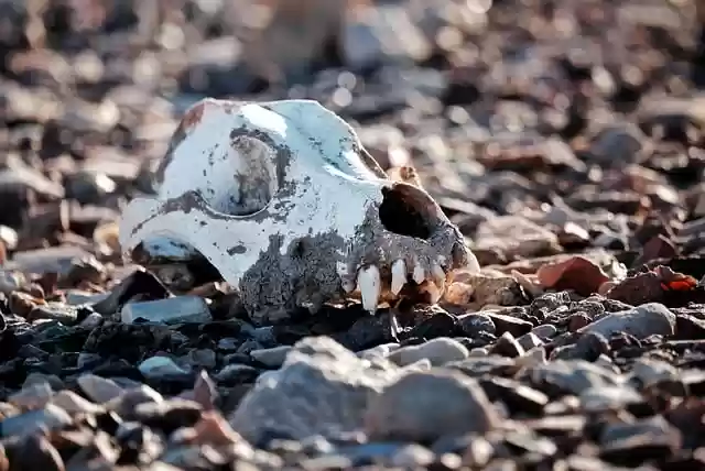 Free download desert skull death skeletal free picture to be edited with GIMP free online image editor