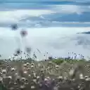 Dew and flowers  screen for extension Chrome web store in OffiDocs Chromium