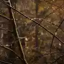 Dew Covered Branches in Autumn Forest  screen for extension Chrome web store in OffiDocs Chromium