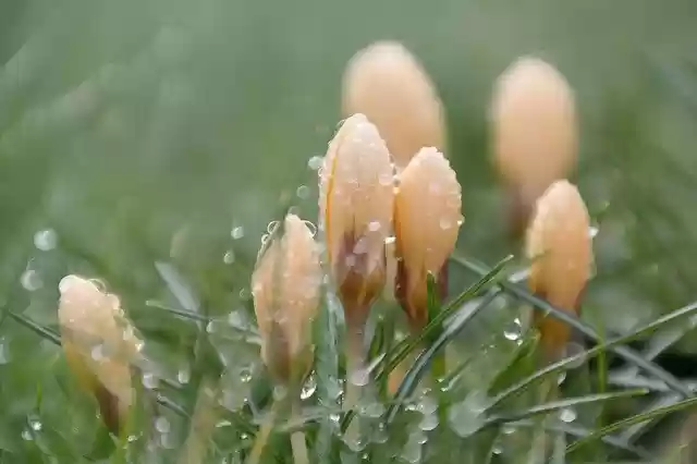 Free download Dew Flower Crocus -  free free photo or picture to be edited with GIMP online image editor