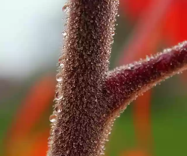 Free download dew plant nature dewdrops trees free picture to be edited with GIMP free online image editor