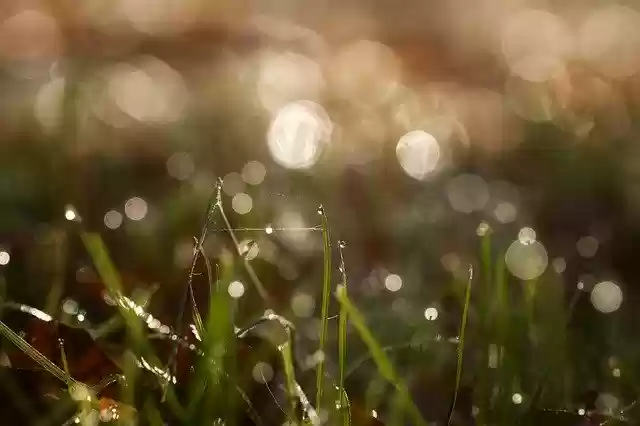 Free download Dew Rush Bokeh -  free photo or picture to be edited with GIMP online image editor