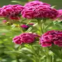 Dianthus barbatus flower wallpaper  screen for extension Chrome web store in OffiDocs Chromium