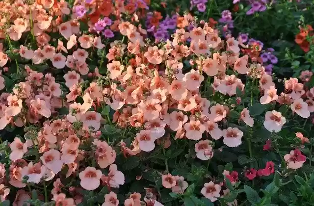 Free download Diascia Coral Bells Summer -  free photo or picture to be edited with GIMP online image editor