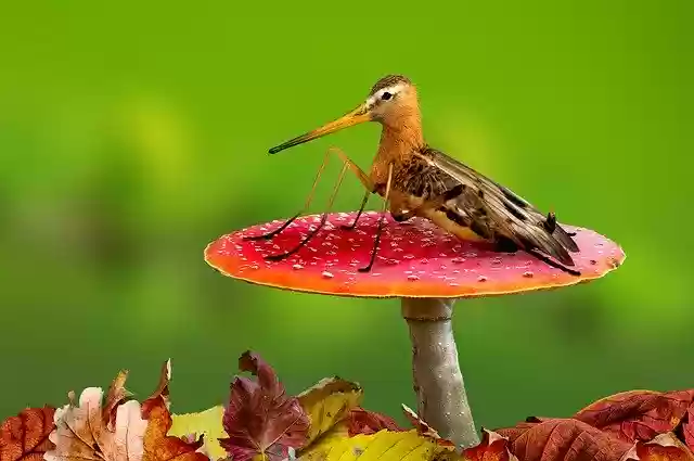 Free download Digiart Schnepf Fly Nature -  free photo or picture to be edited with GIMP online image editor