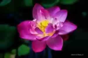 Free download Digital Cartoon of a Lotus Flower free photo or picture to be edited with GIMP online image editor