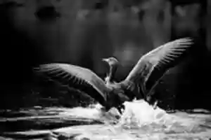 Free download Digital Chalk and Charcoal Drawing of a Goose Landing in Water free photo or picture to be edited with GIMP online image editor