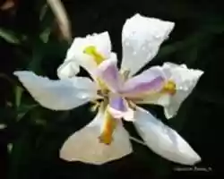 Free download Digital Oil Painting of an African Iris Covered with Dew  free photo or picture to be edited with GIMP online image editor