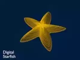 Free download Digital Starfish free photo or picture to be edited with GIMP online image editor