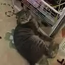 Diigo outliner  screen for extension Chrome web store in OffiDocs Chromium