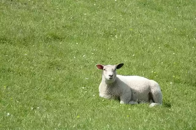 Free download Dike Sheep Lamb -  free photo or picture to be edited with GIMP online image editor