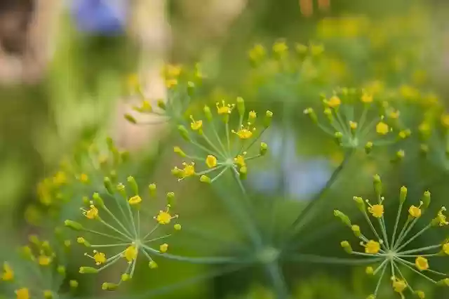 Free download Dill Herbs Green Landscape free photo template to be edited with GIMP online image editor