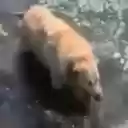 DinoDog  screen for extension Chrome web store in OffiDocs Chromium