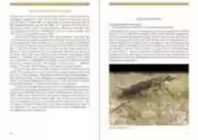 Free download Diptera: an Introduction to Flies free photo or picture to be edited with GIMP online image editor