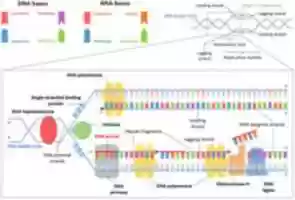 Free download DNA replication free photo or picture to be edited with GIMP online image editor