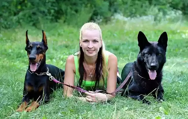 Free download Doberman Black German Shepherd -  free photo or picture to be edited with GIMP online image editor