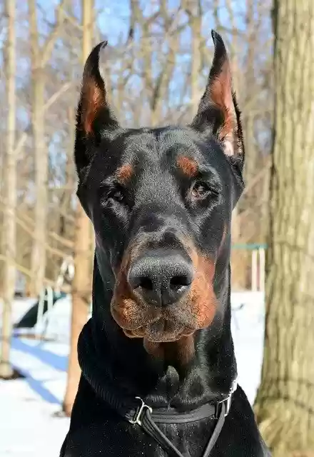 Free download Doberman Pinscher Dobermann Dog -  free photo or picture to be edited with GIMP online image editor