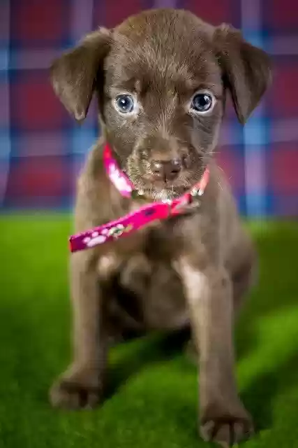 Free download Dog Adoption Puppy -  free photo or picture to be edited with GIMP online image editor