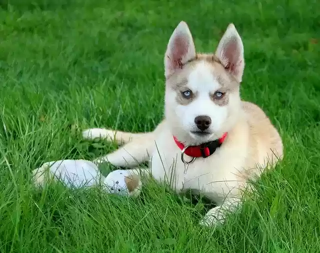 Muat turun percuma Dog Akira Puppy - foto atau gambar percuma untuk diedit dengan editor imej dalam talian GIMP