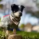 Dog and bib  screen for extension Chrome web store in OffiDocs Chromium